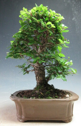 Rakuten - 盆栽　ニレケヤキ/楡欅の鉢植え【現品】【北海道・沖縄・離島発送不可】