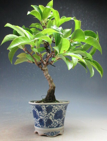 樂天商城 - 盆栽　ビナンカズラの盆栽【現品】