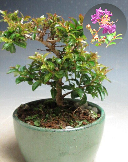 Other - 盆栽　姫サルスベリ（赤紫花）の鉢植え盆栽【現品】2026夏開花予定