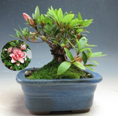 樂天商城 - 盆栽　花芽付き！皐月（さつき/サツキ）蛍（トキ色・八重咲き）【現品】2026春開花予定
