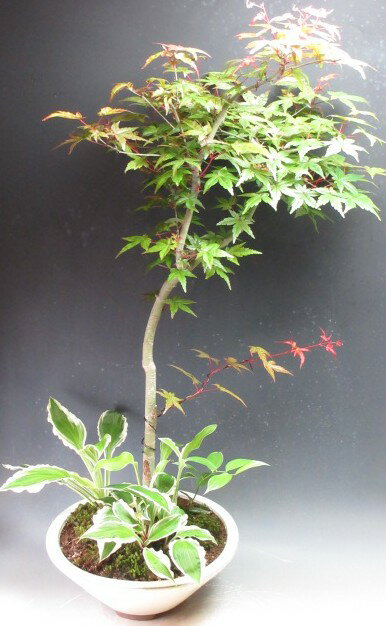 樂天商城 - 盆栽　もみじ（出猩々）とギボウシの寄せ植え盆栽【現品】【北海道・沖縄・離島発送不可】