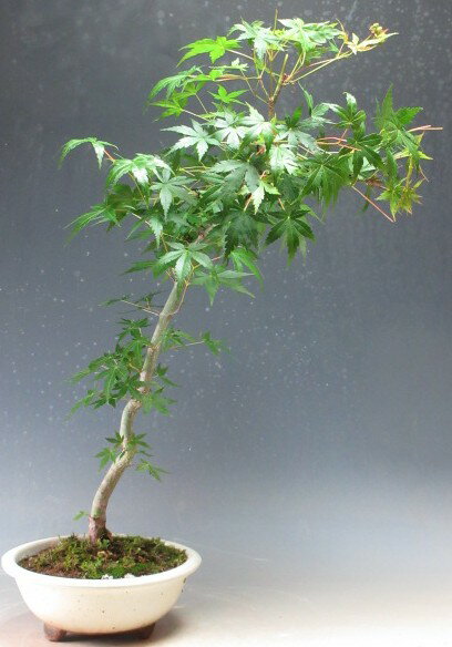 Rakuten - 盆栽　山もみじ/ヤマモミジの鉢植え盆栽【現品】