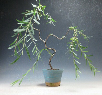 Bonsai - 盆栽　六角堂柳【現品】
