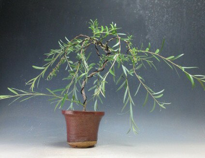 Rakuten - 盆栽　六角堂柳の鉢植え【現品】