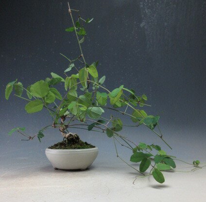 樂天商城 - 三つ葉アケビの鉢植え【現品】