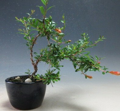 樂天商城 - 花芽付き！姫ザクロの鉢植えミニ盆栽【現品】2026開花　