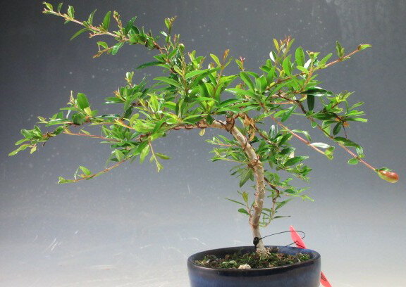 Rakuten - 花芽付き！姫ザクロの鉢植えミニ盆栽【現品】2026開花　