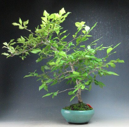 楽天市場】柿（盆栽｜花・観葉植物）：花・ガーデン・DIYの通販