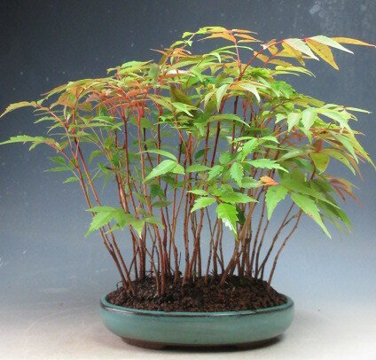 盆栽　ハゼの寄せ植え盆栽【現品】