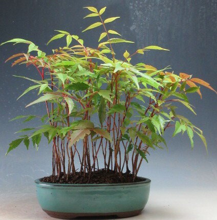 楽天市場】ナツハゼ（花・観葉植物｜花・ガーデン・DIY）の通販