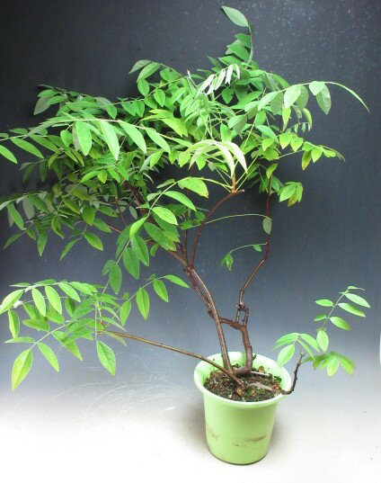 二期咲きアメリカ藤（フジ）（白花）ニベアの鉢植え盆栽（プラ鉢）　【現品】【北海籠・沖縄・離島発送不可】