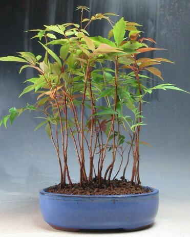 盆栽　ハゼの寄せ植え【現品】