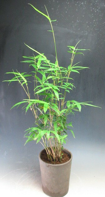 楽天市場】鉢植え 朱 竹の通販