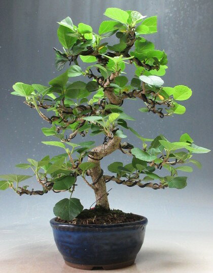 盆栽　ハマボウの鉢植え盆栽【現品】