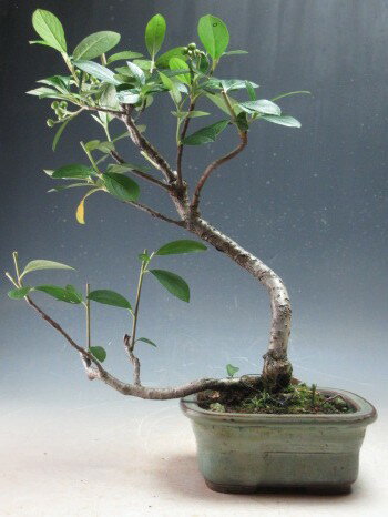 楽天市場】西洋カマツカの通販