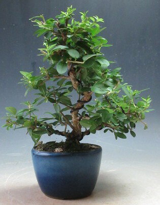 盆栽　イボタ【現品】