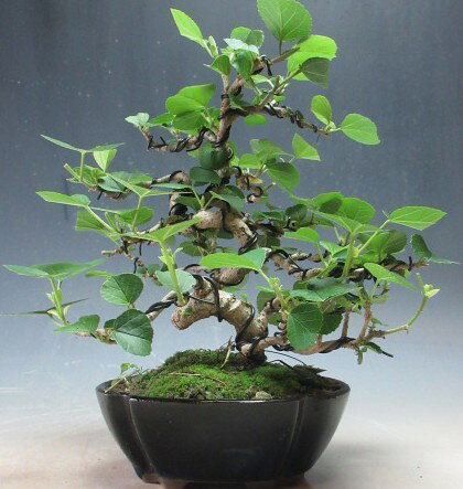 楽天市場】ハマボウ（花・観葉植物｜花・ガーデン・DIY）の通販