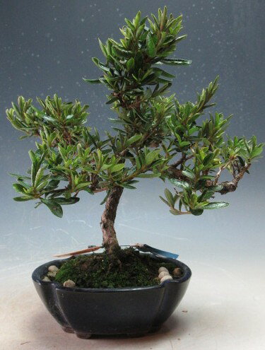 【アウトレット】盆栽　皐月（サツキ）（星の輝）の鉢植え【現品】