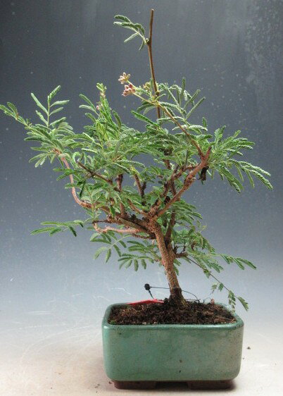 盆栽　花芽付き！緋ネムの鉢植え　2026夏開花予定【現品】