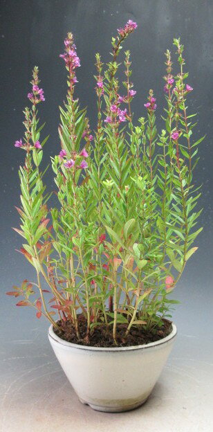 【写真撮影】2026/7/22 現在、最終の開花中です。（9/8現在） 今地植えにして頂くと来春には株が大きくなります。 ミソハギは秋になりますと茎が暴れます。 あらかじめご了承下さい。 地上部は春に出てまいります。 今年の秋に地植えなどしますと春には株が増えてなって新芽が出てきます。 ＊こちら商品はお届けする時期により植物の状態が変わります。 あらかじめご了承下さい。 ●商品に含まれる物 　ミソハギ 　鉢（陶器　中国製） あらかじめご了承下さい。 ●サイズ 【開花時】 　約H35〜40cm×W22cm×D20cm ＊鉢の大きさ（約7.5cm）はこのサイズには含まれません。 ＊育て方を書いた用紙をお付けしております。真夏より小花が開花するミソハギの鉢植えです。 開花時期も長く切花としても利用可能です。 多年草。