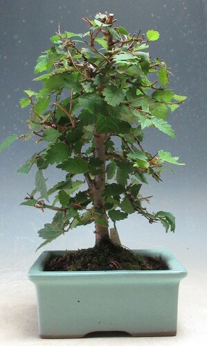 盆栽　ケヤキのミニ盆栽【現品】