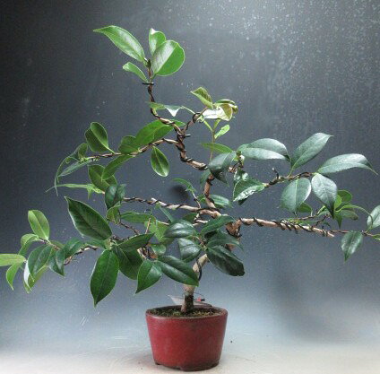 盆栽　花芽付き！椿（太郎冠者）の盆栽【現品】2027早春開花予定