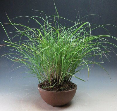 【写真撮影】2026/8/18 現在、葉が茂っております。(8/18現在） ＊お届けする時期により商品の状態は異なります。 あらかじめご了承下さい。 ●商品に含まれる物 　姫矢羽ススキ 　鉢（日本製　） ●サイズ 【写真撮影時】 　約H25cm×W30cm×D30cm ＊鉢の高さ（H6.5cm）はこのサイズには含まれません。 育て方を書いた用紙をお付けしています。葉に白い斑が入る姫矢羽ススキを大振りの鉢に植えこみました。 秋には穂が出る予定です。 朝日が当たるような場所でお育てください。 葉に入る斑は春～初夏はきれいな色が出ておりますが真夏～秋は色が薄くなります。 新芽が出始める春にはまたきれいに出てきますのでご安心下さい。