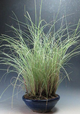 糸ススキの鉢植え【現品】