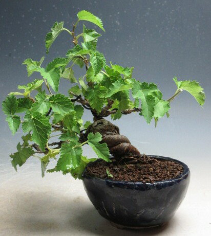 盆栽　　姫クワの鉢植え【現品】