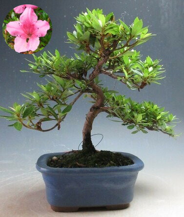 【写真撮影】2026/8/29 現在、来春開花予定の花芽が付いております。（8/27現在） ＊商品の状態はお届けする時期により異なります。 あらかじめご了承ください。 ●サイズ 【写真撮影時】 約H18cm×W22cm×D19cm ＊鉢の大きさ（約H5.5cm）はこのサイズには含まれません。 ●幹の太さ 直径　約1.5cm ●鉢 　陶器（日本製） ＊育て方を書いた用紙をお付けしております。赤花でふっくらした花びらが特徴の珍山さつき盆栽です。 開花は5月からとなります。 挿木8年生。