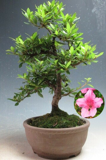 盆栽　花芽付き！皐月（サツキ）盆栽（珍山）2027春開花予定