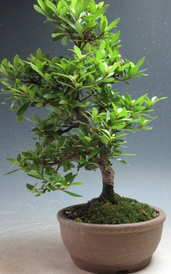 山野草と盆栽の専門店ヴェールモアの盆栽　花芽付き！皐月（サツキ）盆栽（珍山）2027春開花予定｜アングル3