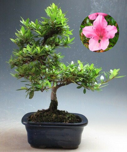 【写真撮影】2026/8/28 現在、花芽が確認出来ております。（8/28現在） ＊商品の状態はお届けする時期により異なります。 あらかじめご了承ください。 ●サイズ 【写真撮影時】 約H23cm×W21cm×D16cm ＊鉢の大きさ（約H5.5cm）はこのサイズには含まれません。 ●幹の太さ 直径　約1.5cm ●鉢 　陶器（日本製） ＊育て方を書いた用紙をお付けしております。赤花でふっくらした花びらが特徴の珍山さつき盆栽です。 開花は5月からとなります。 挿木7年生。