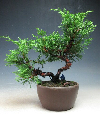 糸魚川真柏の盆栽｜寄せ植え・現品