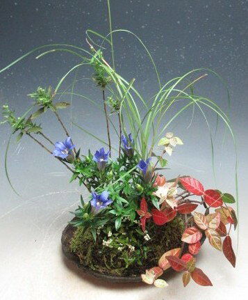 【写真撮影】2026/10/9 現在、花芽が付いております。(10/9現在） ＊お届けする時期により商品の状態は異なります。 あらかじめご了承下さい。 ●商品に含まれる物 　野菊（薄紫～白）、笹リンドウ、糸ススキ、 　白花姫タデ、初雪カズラ 　平石風山草鉢 ●サイズ 【秋の開花時】 　約H27cm×W23cm×D16cm ＊鉢の深さ（H3cm）はこのサイズには含まれません。 ＊育て方を書いた用紙をお付けしております。10月中頃から開花がはじまる笹リンドウをメインに平鉢に寄せ植えしました。 毎年楽しんで頂けます。 11月中頃より冬枯れが始まります。 お届けする時期により商品の状態は異なります。