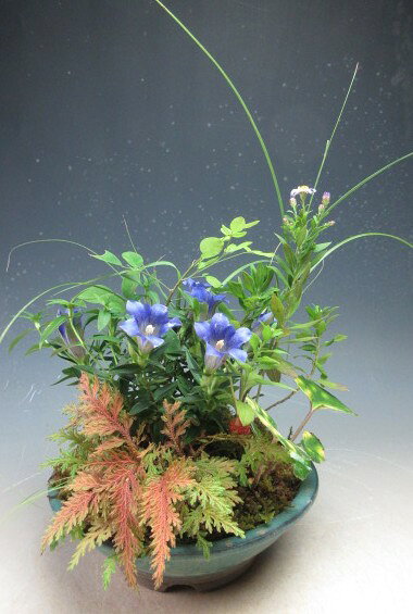 【写真撮影】2026/10/10 現在、開花中です。（10/10現在） ＊お届けする時期により商品の状態は異なります。 あらかじめご了承下さい。 ●商品に含まれる物 　笹リンドウ、斑入り糸ススキ、野紺菊（薄紫〜紫） 　屋久島萩、星斑ツワブキ、黄金シダ ●サイズ 【秋の開花時】 　約H24cm×W22cm×D22cm ＊鉢の深さ（H5.5cm）はこのサイズには含まれません。 ＊育て方を書いた用紙をお付けしております。秋に開花する山野草を一鉢に植え込みました。 毎年楽しんで頂けます。 毎年楽しんで頂けます。 11月中頃より冬枯れが始まります。 一緒に植え込んでいる野紺菊は薄紫又は紫花となります。
