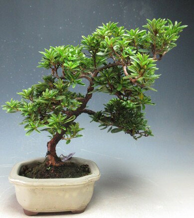 【写真撮影】2026/10/10 現在、花芽が確認出来ております。(10/10現在） ＊お届けする時期により商品の状態は変わります。 あらかじめご了承下さい。 ●サイズ 【写真撮影時】 　約H21cm×W21cm×D21cm ＊鉢の大きさ（H5.5cm）はこのサイズには含まれません。 ●幹の太さ 　直径 約1.5cm ●鉢 　陶器（日本製） ＊育て方を書いた用紙をお付けしております。ピンク花さつき盆栽です。 星の輝は紫竜の誉と鶴翁（かくおう）の交配種で鮮やかな色が特徴です。 開花は5月中頃からとなります。 挿木7年生。