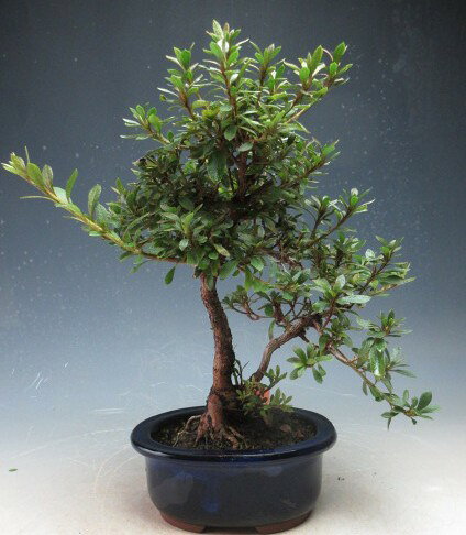 楽天市場】盆栽 皐月（花・観葉植物｜花・ガーデン・DIY）の通販