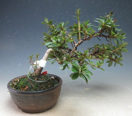 盆栽　花芽付き！皐月（サツキ）（日の丸）【現品】2027春開花予定