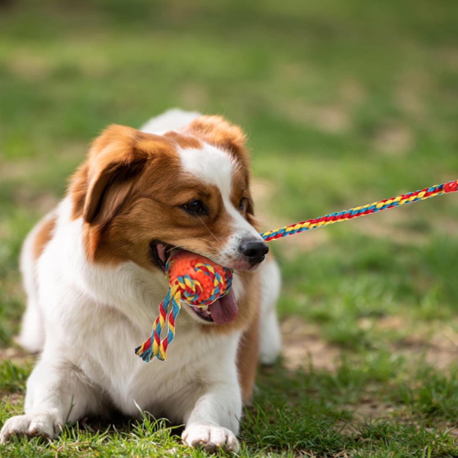 犬用おもちゃ 遊ぶおもちゃ 歯ケア 歯咀嚼用品 ペット用おもちゃ ボールデザイン 犬専用 歯クリーニング 父の日