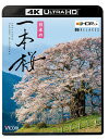 日本列島に春の訪れを告げる『さくら』。 日本各地を薄紅色に染めてゆきます。中でも孤高に咲き誇る一本桜は、他を寄せ付けない圧倒的なスケールと美しさで人々を魅了します。 威風堂々たる樹齢千年超えの大桜や、廃校跡にひっそりと咲く山桜、雄大な大自然に囲まれた一本桜など、各地の一本桜のある風景を桜前線と共に追いました。 ■収録内容[本編] 宝珠寺のヒメシダレザクラ／實相院のしだれ桜／馬場の山桜／久保山分校跡の一本桜／醍醐桜／又兵衛桜／宮の原しだれ桜／ 三春滝桜日向の人待ち地蔵桜／塩ノ崎の大桜／崎守町の一本桜／京極町の一本桜 ■収録内容[relaxing view] 馬場の山桜／醍醐桜／又兵衛桜／三春滝桜 京極町の一本桜 ■技術協力 パナソニック株式会社 ■仕様 4K・24P／HDR撮り下ろし作品 エンドレス再生機能[本編&relaxing view] 字幕機能(日本語・英語・OFF) English Subtitles ON・OFF ※このコンテンツの再生には4K Ultra HDブルーレイ規格に対応するプレーヤー（またはレコーダー）が必要です。 また、HDRをお楽しみ頂くためにはHDR対応の4Kテレビ（またはプロジェクター）が必要です。 ※HDR10+（プラス）対応の4Kテレビとプレーヤー（またはレコーダー）で再生した場合は、さらに階調が豊かなHDR10+で映像がお楽しみいただけます。音声 2音声 1.リニアPCM STEREO 2.リニアPCM 5.1ch 収録時間 本編42分+13分 発売日 2021年3月21日