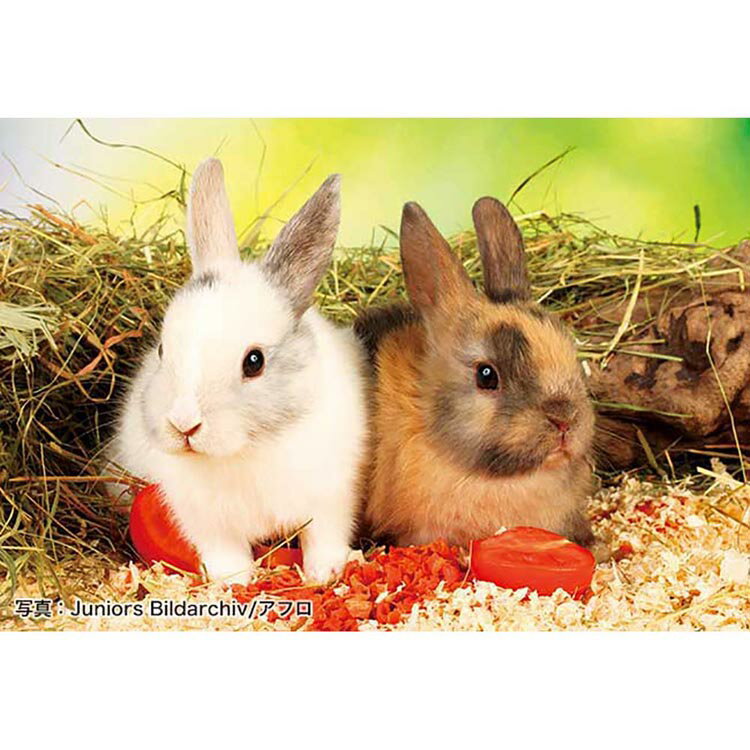 Rakuten - 88ピース ぼくたちベジタリアン 88-107大きなピース 脳活 シニア ジグソーパズル アップルワン