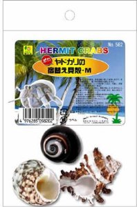 オカヤドカリの宿替え貝がらM 582 8136582