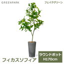 フェイクグリーン 観葉植物 人口観葉植物 造花 大型 フィカスソフィア ラウンドポット H170cm インテリア おしゃれ 人気 上品 シンプル PRGR-1537 GREENPARK 送料無料 鉢付き アクセント エントランス ショップ オフィス 人工植物 グリーンパーク花言葉