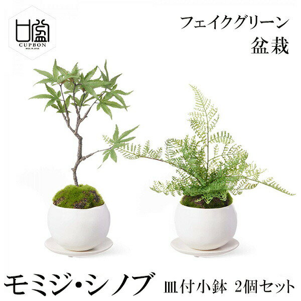 楽天市場】シノブ(盆栽|花・観葉植物):花・ガーデン・DIYの通販 楽天市場】シノブ(盆栽|花・観葉植物):花・ガーデン・DIYの通販