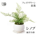 盆栽 フェイクグリーン ミニサイズ シノブ コケ 苔 皿付 小鉢 白 造花 観葉植物 インテリア 和室 飾り 玄関 おしゃれ モダン 置き物 和 リアル CUP...