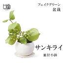 送料無料 盆栽 フェイクグリーン ミニサイズ サンキライ コケ 苔 皿付 小鉢 白 造花 観葉植物 インテリア 和室 飾り 玄関 おしゃれ モダン 置き物 和 CUPBON PRGR-1334 カップボン リアル 人口植物 プレゼント ギフト シンプル 店舗 ディスプレイ 装飾 人気 お見