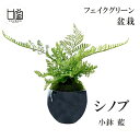 盆栽 シノブ フェイクグリーン ミニサイズ 小鉢 藍 造花 観葉植物 インテリア 置き物 和室 おしゃれ モダン リアル 陶器 プレゼント ギフト CUPBON...