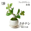 送料無料 盆栽 クチナシ フェイクグリーン ミニサイズ 皿付小鉢 白 造花 観葉植物 インテリア 葉 苔 おしゃれ モダン リアル プレゼント ギフト 和室 PRGR-1383 CUPBON カップボン 陶器 人口植物 和 グリーン シンプル 店舗 ディスプレイ 装飾 人気 お見舞い 贈