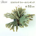 フェイク グリーン おしゃれ 壁掛け ビカクシダ 高さ 52cm 造花 観葉 植物 プランツ インテリア ディスプレイ 飾り ブラウン Brown ウォール ハ...